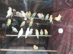 love birds creamino decino albino red eye parblue pastel ino