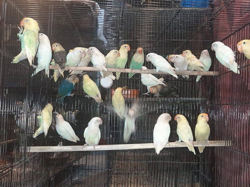 love birds creamino decino albino red eye parblue pastel ino 9