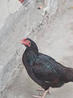 Aseel Mianwali Hens