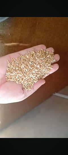 Gandum / Wheat For Sale