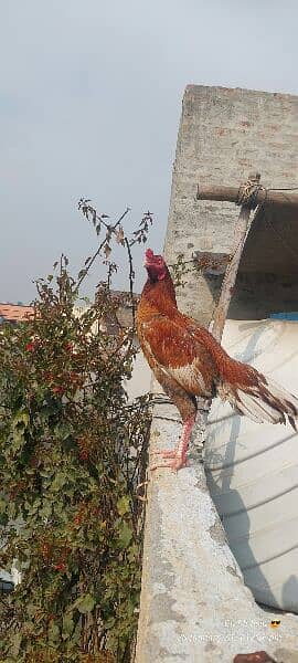 Aseel mianwali birds 1