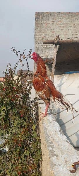 Aseel mianwali birds 2