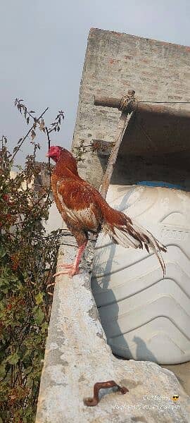 Aseel mianwali birds 3