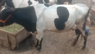 faresion Sahiwal cross, faresion cholistani cow ,cross gay, buffalos,