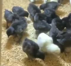 ayam cemani chicks eggs and breeder for sale. .