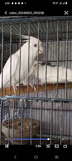 Albino Red Eye Male or Vpaid Female