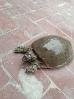 big turtle