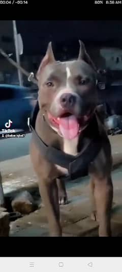 Pitbull only for study