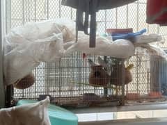 7 Australian Birds Bajri with cage