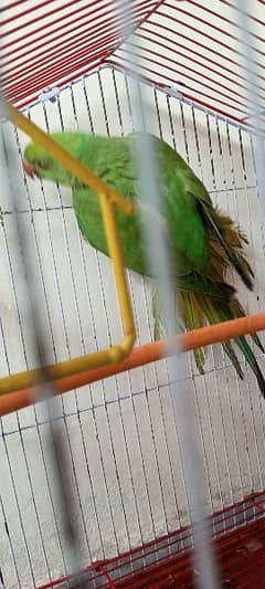 Parrot for sale