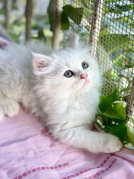 Persian male and female kittens 0