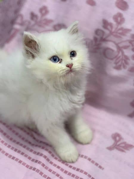 Persian male and female kittens 1