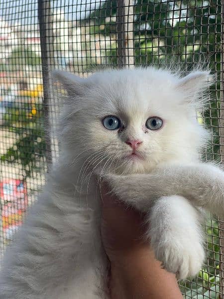 Persian male and female kittens 5