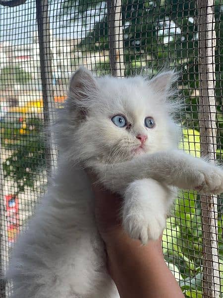 Persian male and female kittens 6