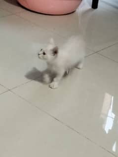 Persian long hair kittens