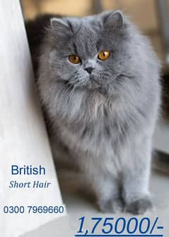 British Short Hair Cat 0