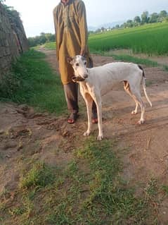 Pure Tazi female