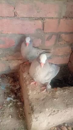 silver mukhi chiks quality pair