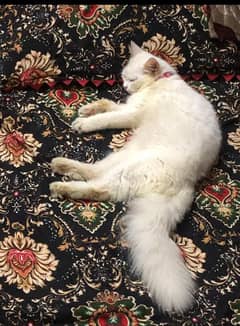 Persian cat white colour