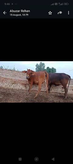 cow for sale