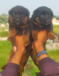 German shepherd long coat puppies available Top quality dogs