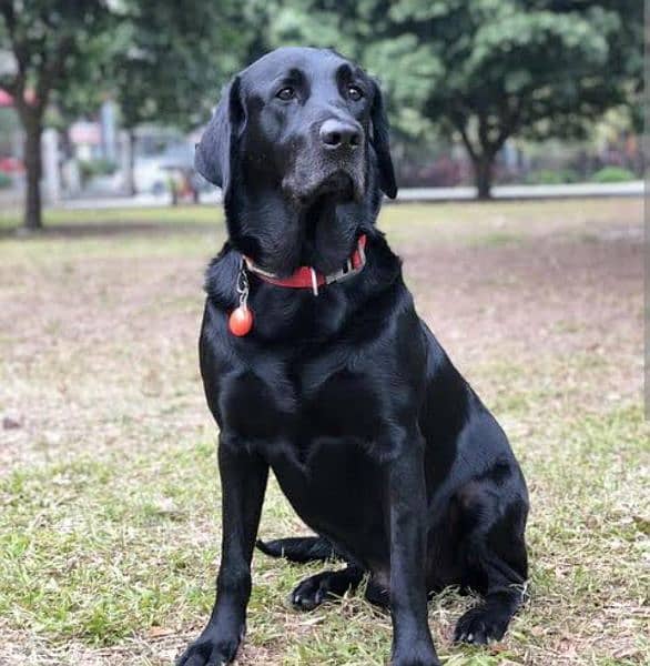 Labrador male for sale
age 1 year
full vaccination
full healthy 1