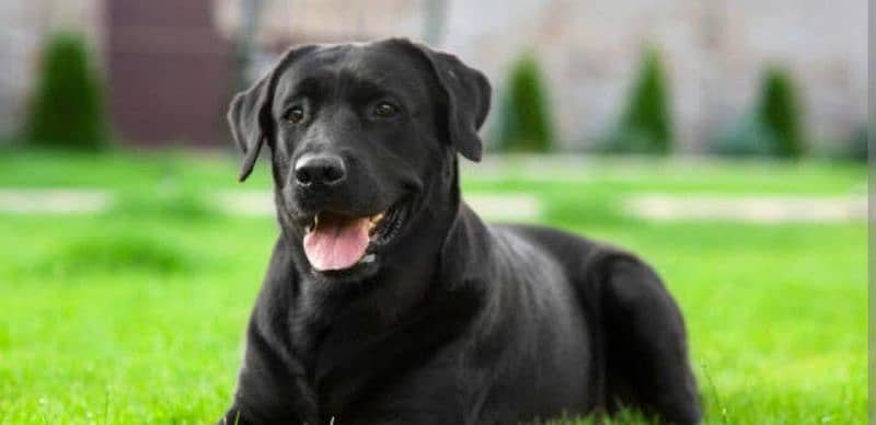 Labrador male for sale
age 1 year
full vaccination
full healthy 2