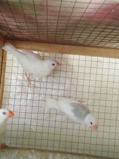 white jawa chiks for sell in lahore