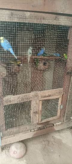 BIRDS WITH CAGE