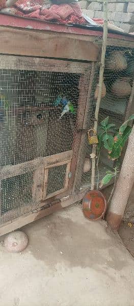 BIRDS WITH CAGE 1