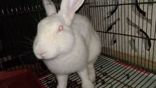 newziland white Rabbit male