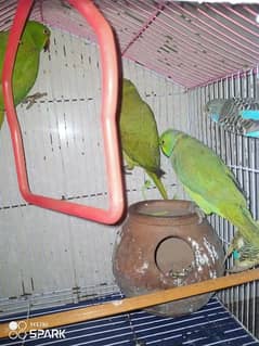 2femails 1mail pair Australian parrots one cage miadium