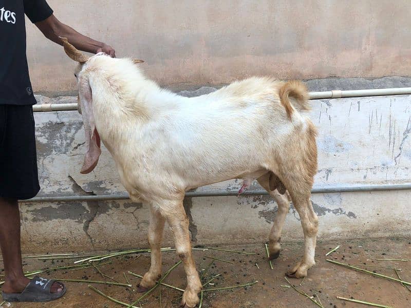 gulabi big size male breeder available for sale 3