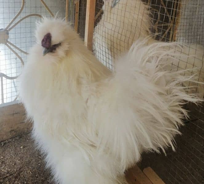 white silkie for sale in rawalpindi 0