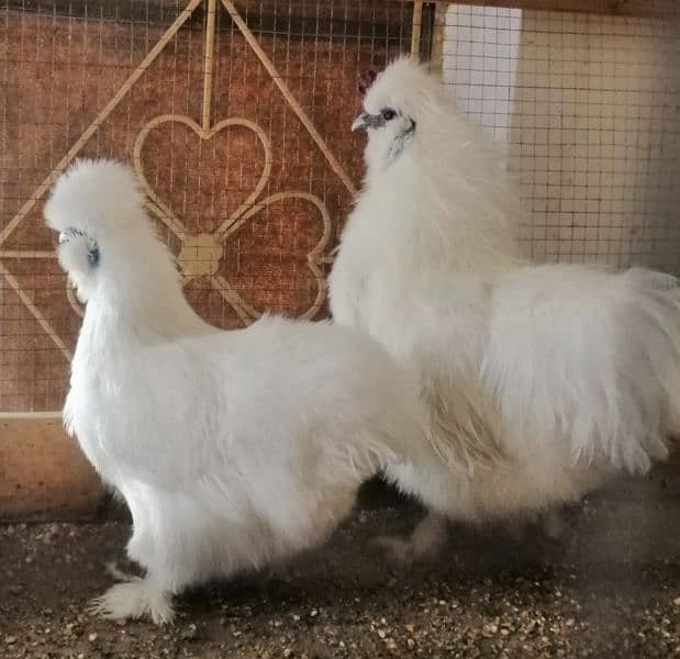 white silkie for sale in rawalpindi 1