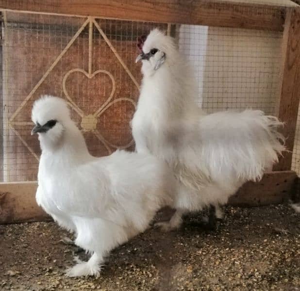 white silkie for sale in rawalpindi 2