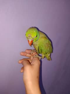 age ka pata nhi sab sale Karne he cockatiel & green parrot