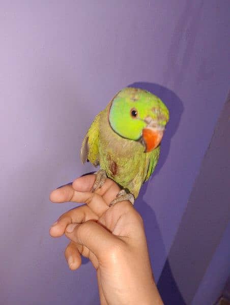 age ka pata nhi sab sale Karne he cockatiel & green parrot 3