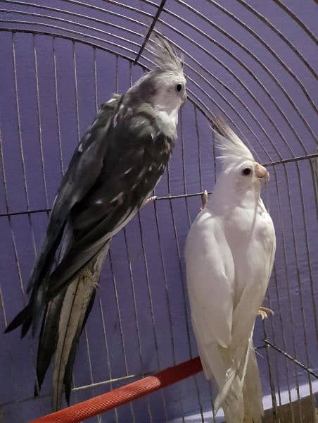 age ka pata nhi sab sale Karne he cockatiel & green parrot 6