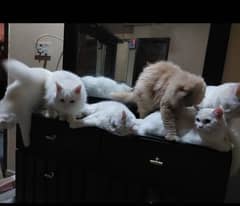 neutral male and female persian cats available