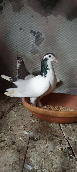 Sherazi breeder pair 0