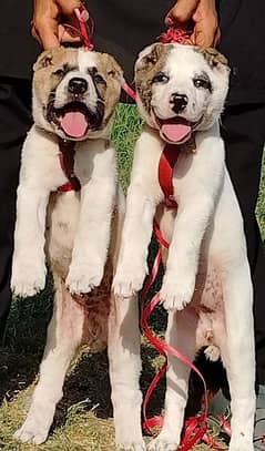 afghan Kuchi puppies pair available for sale