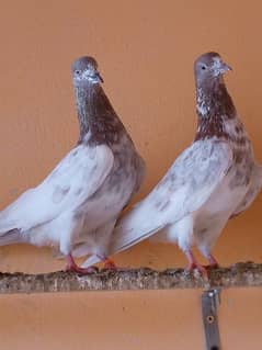 lakha and slati pair forsale.