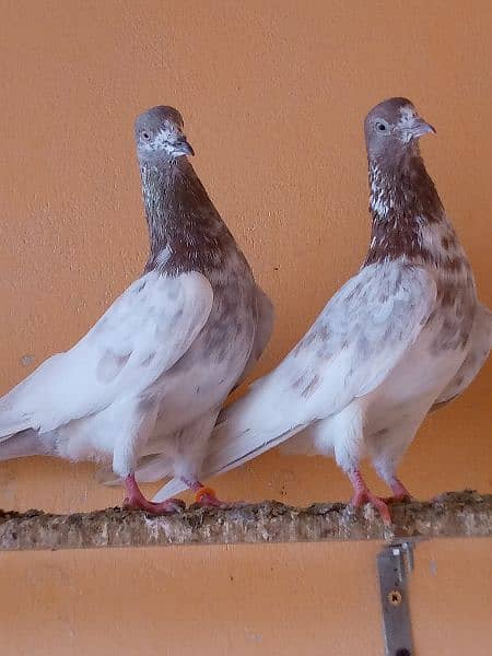 lakha and slati pair forsale. 0