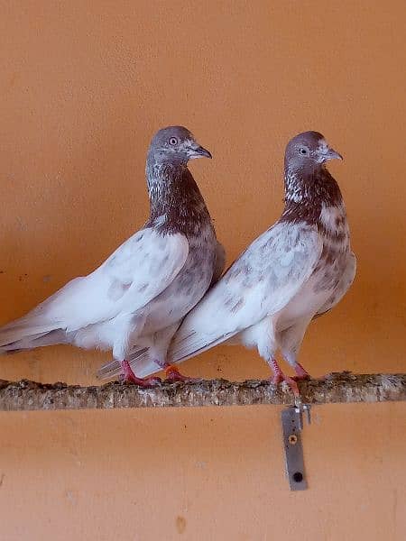 lakha and slati pair forsale. 3