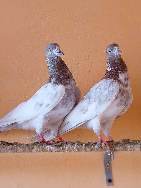 lakha and slati pair forsale. 4