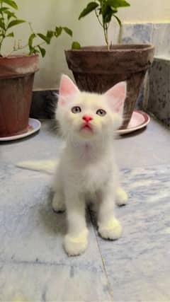 persian kitten female