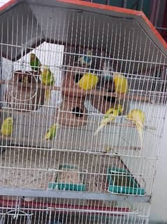 finch and birds with cage with chicks