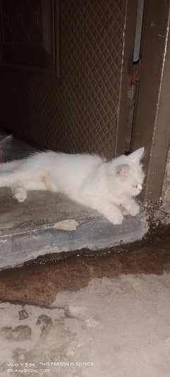 RUSSIAN CAT FOR SALE WHITE COLOR CONTACT WITH ME