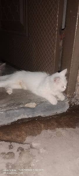 RUSSIAN CAT FOR SALE WHITE COLOR CONTACT WITH ME 0